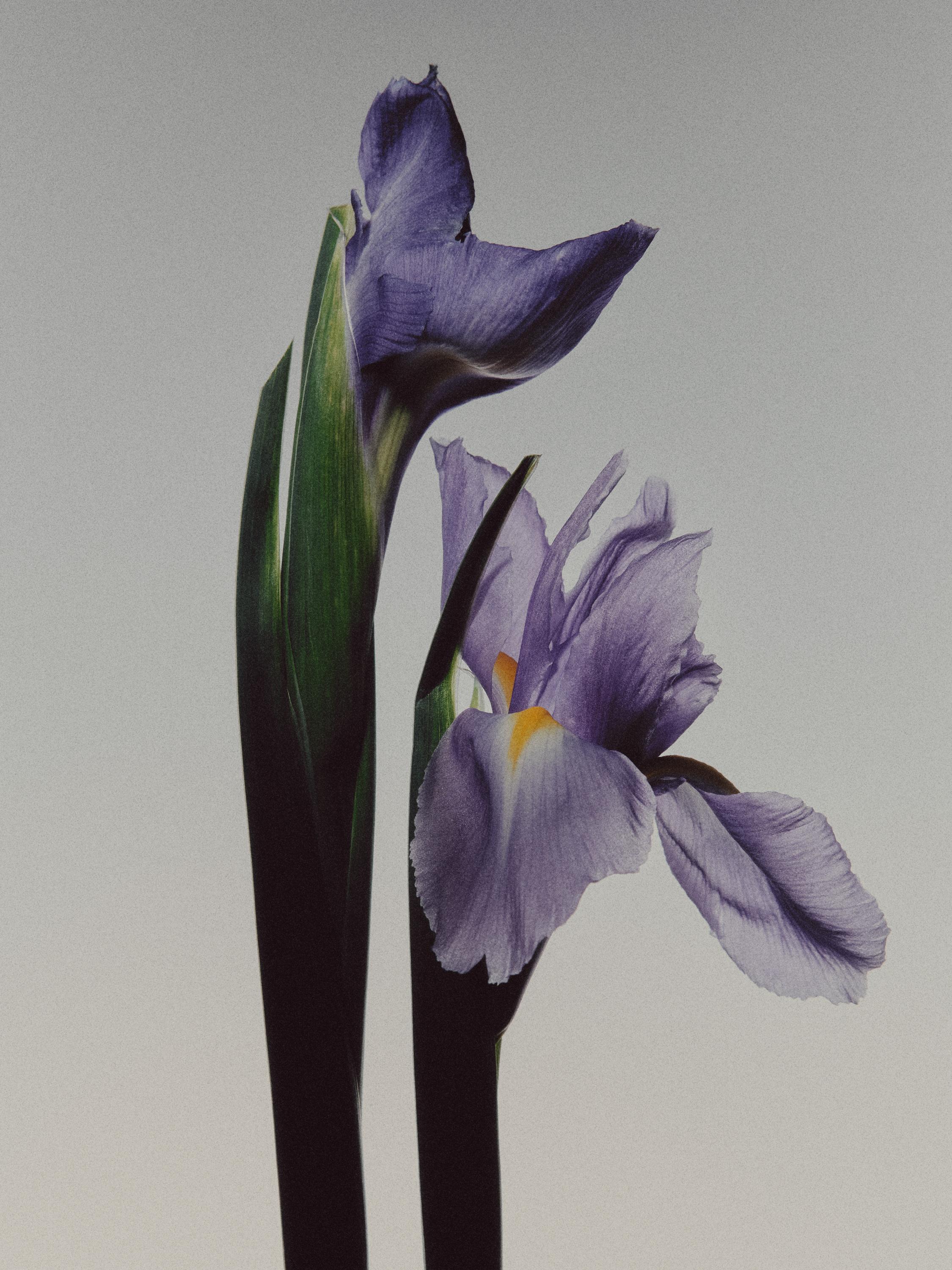(100 ml) 'IRIS ILLUSIONA' SMARŽŪDENS
