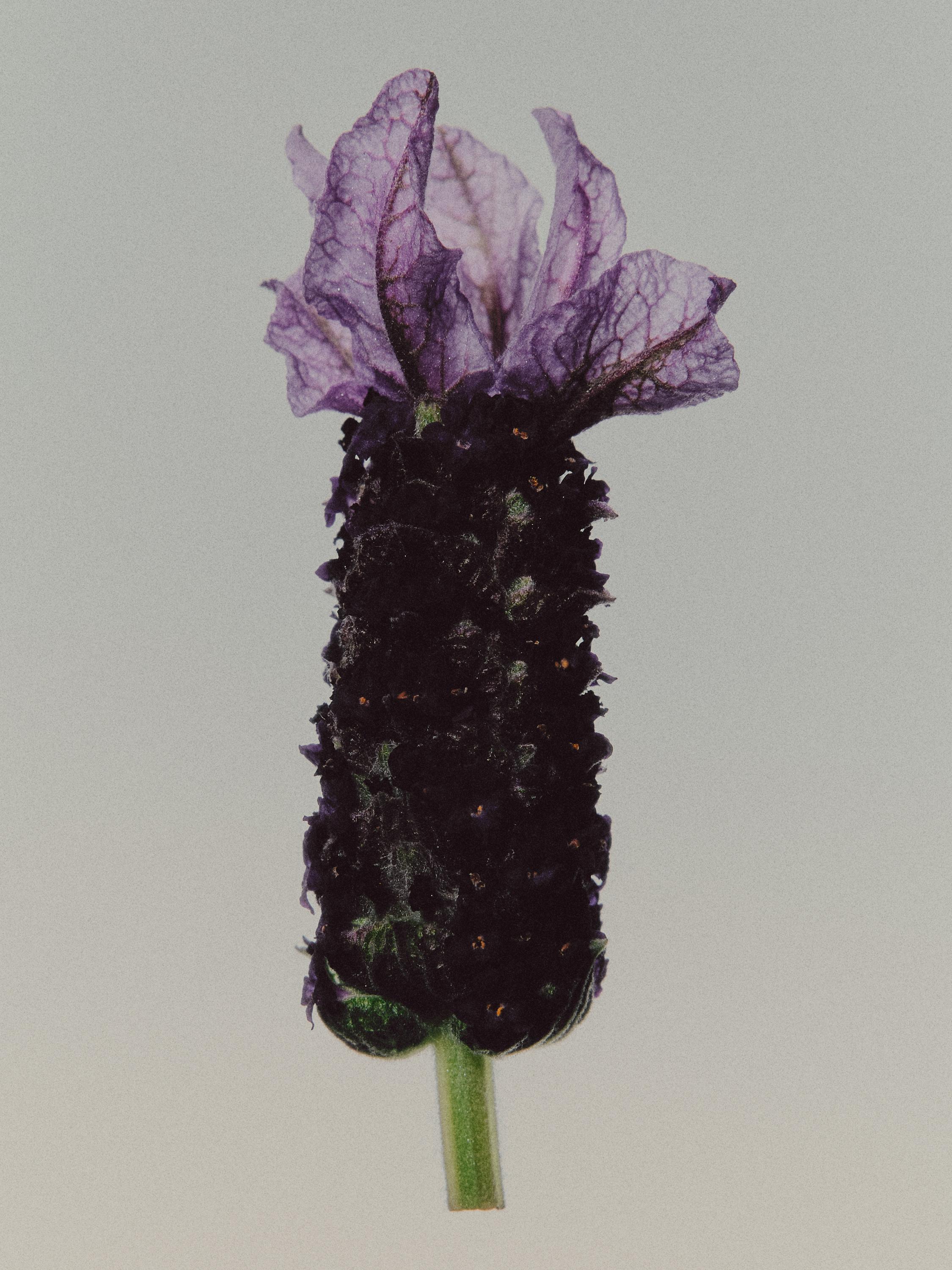 (100ML) Bronze Lavender Eau de Parfum