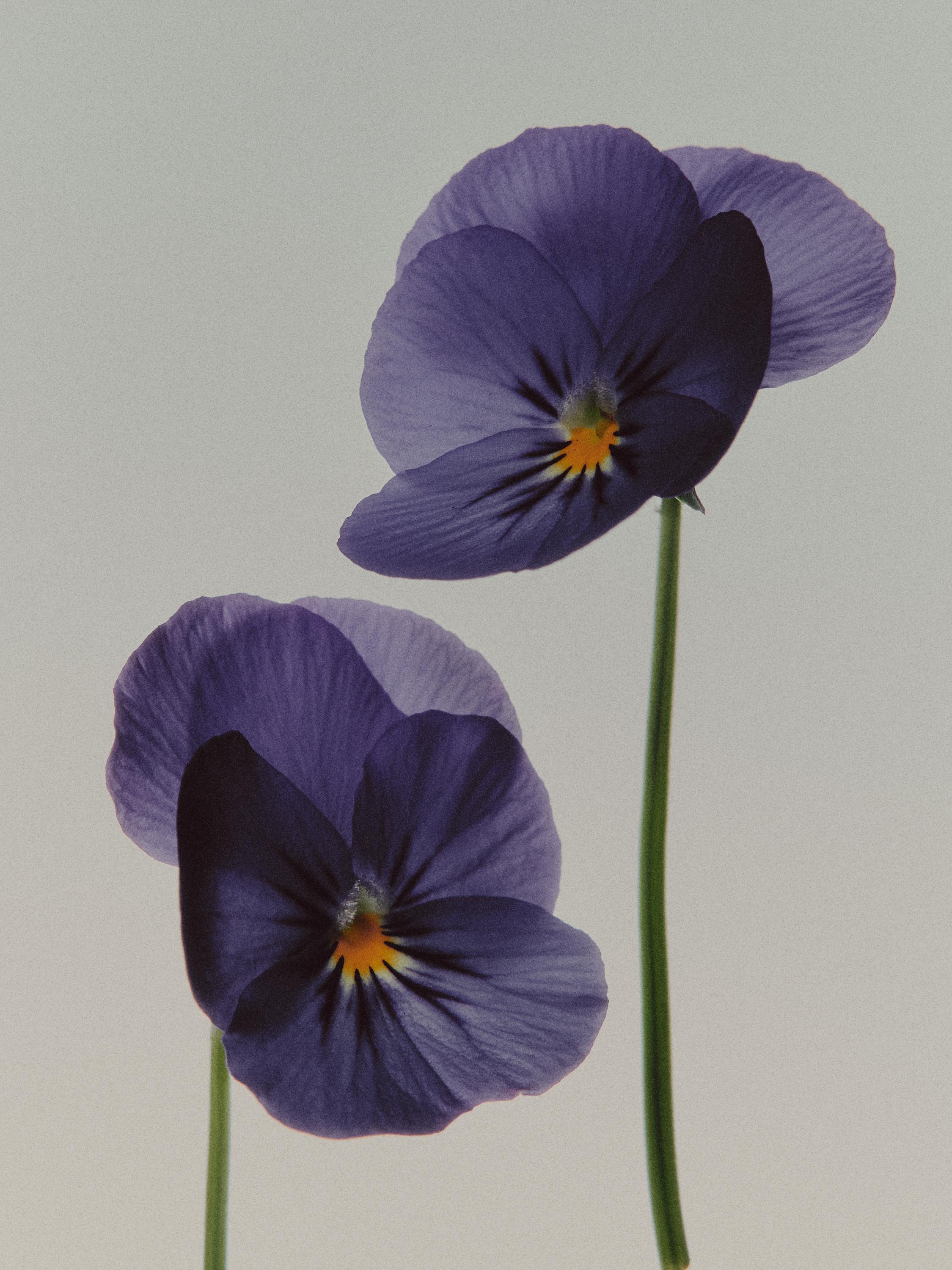 (100 ml) 'IRIS ILLUSIONA' SMARŽŪDENS