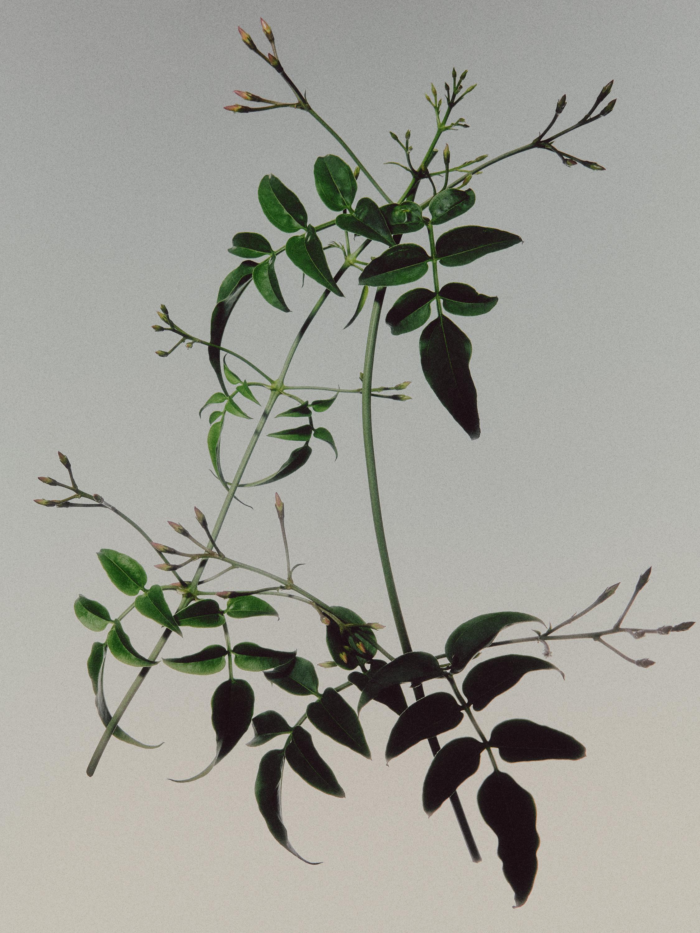 KVAPUSIS VANDUO „JASMIN GRIS“ (100 ml)