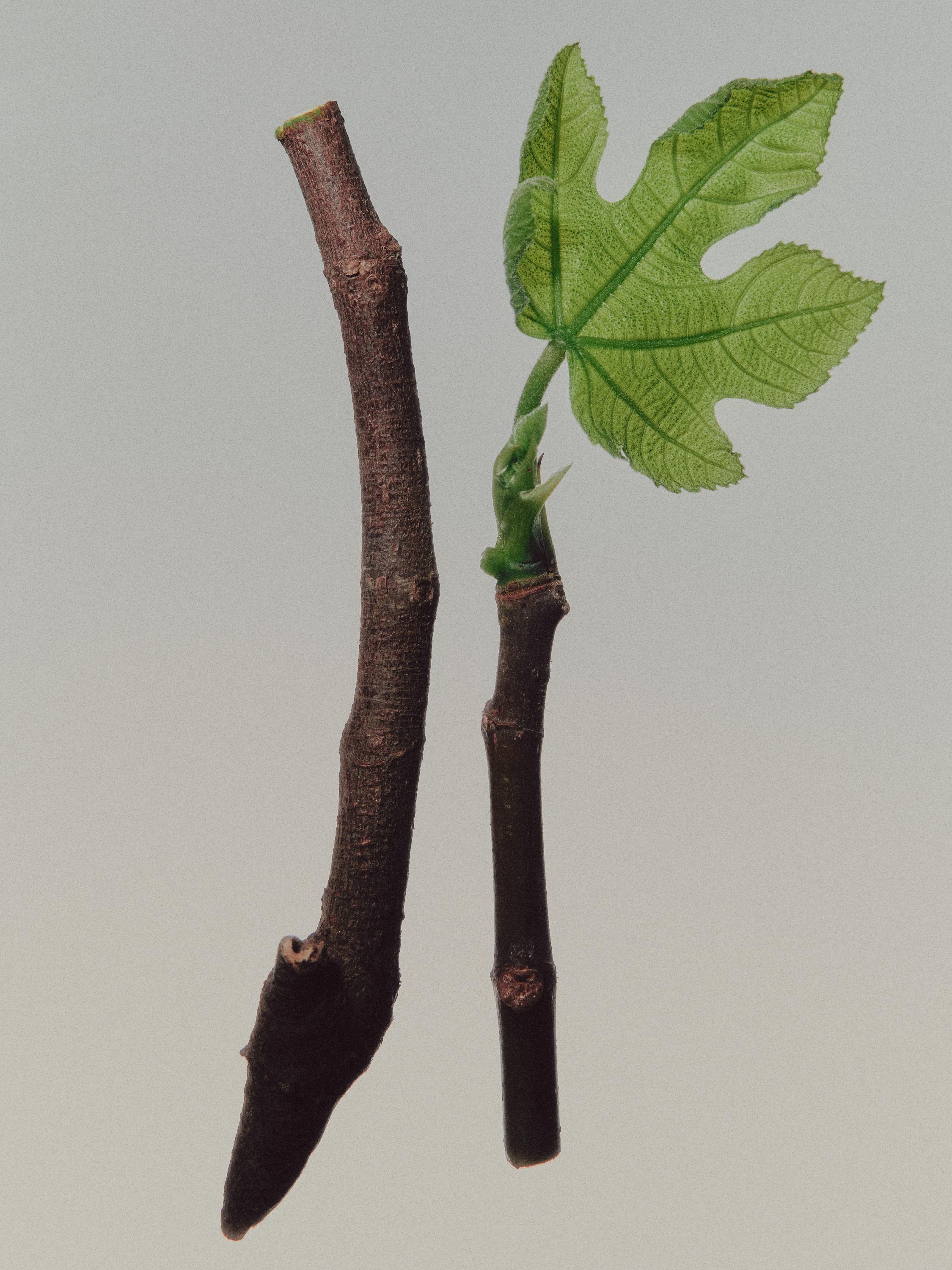 (100ml) Coastal Woods Eau de Parfum