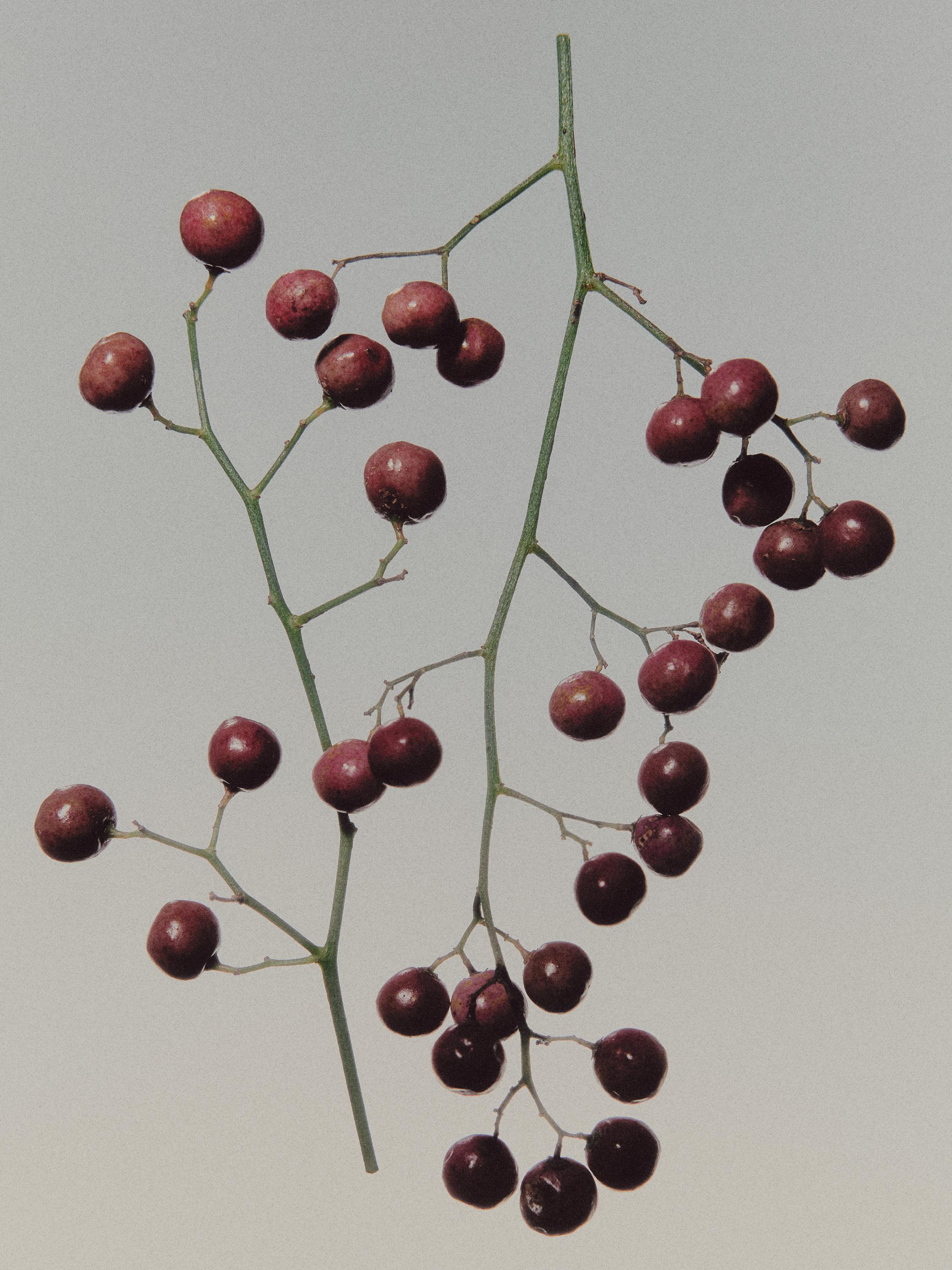 (100 ml) Massimo Dutti Matcha & Musk Eau de Parfum